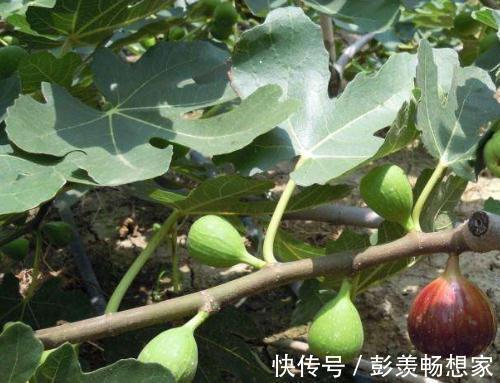 养花不是新鲜事,现在种棵“无花果”,满满当当全是果!