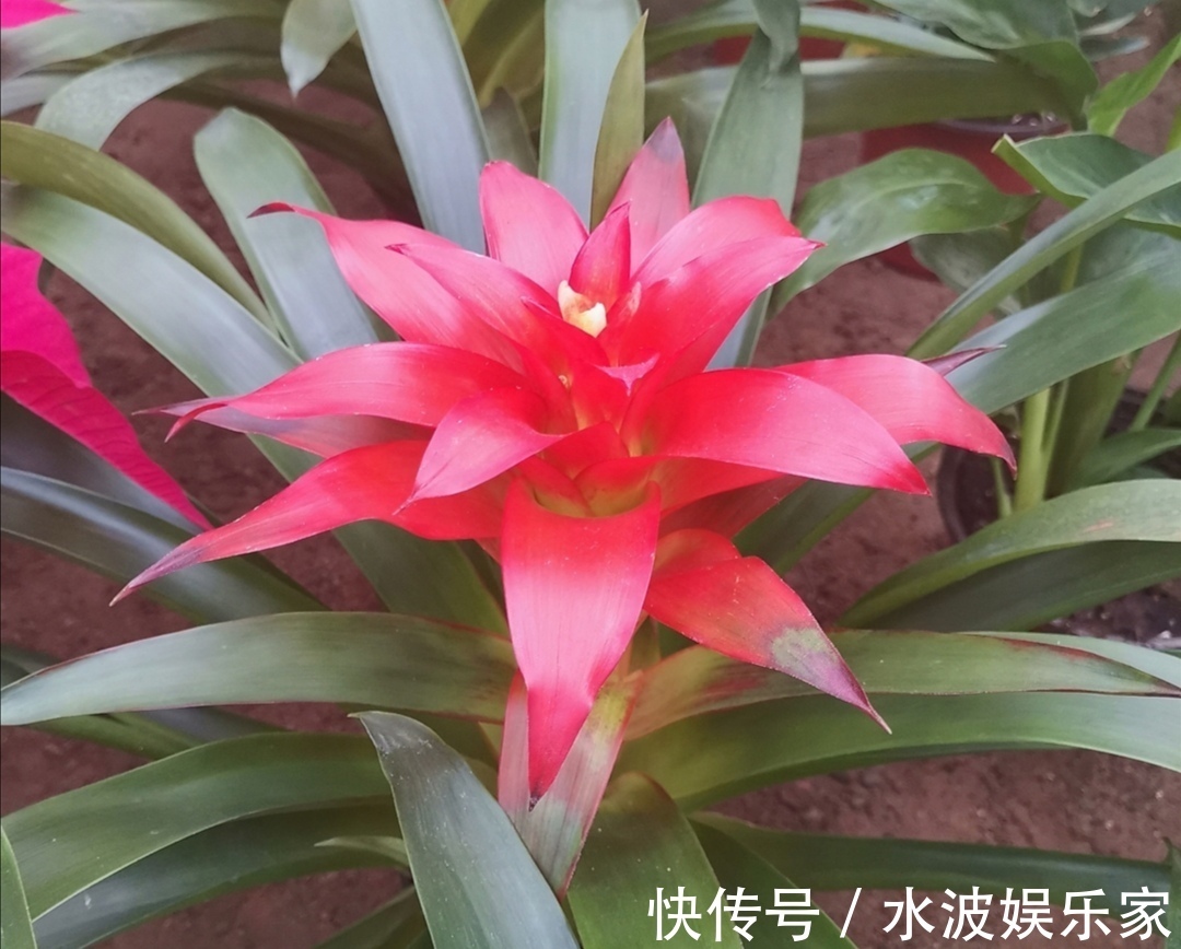 浇水|6种“招财树”,摆放在客厅漂亮大方,寓意美好