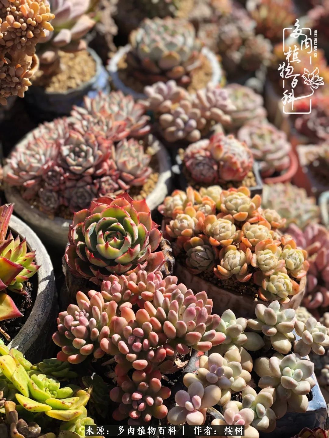 多肉度夏经验谈四季皆露养，兢兢业业养肉三年半！