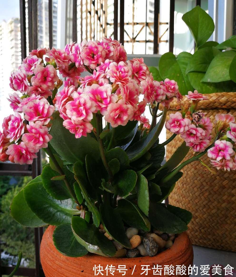 10大健康花,建议养一盆,不但能吸废气制氧气,还好养贵气