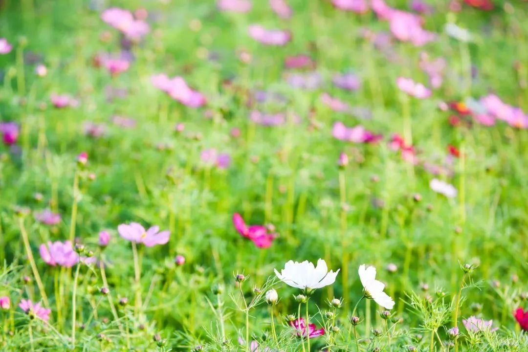 中年|文明旅游丨硫华菊、波斯菊……春游佛山，你被花海包围了！