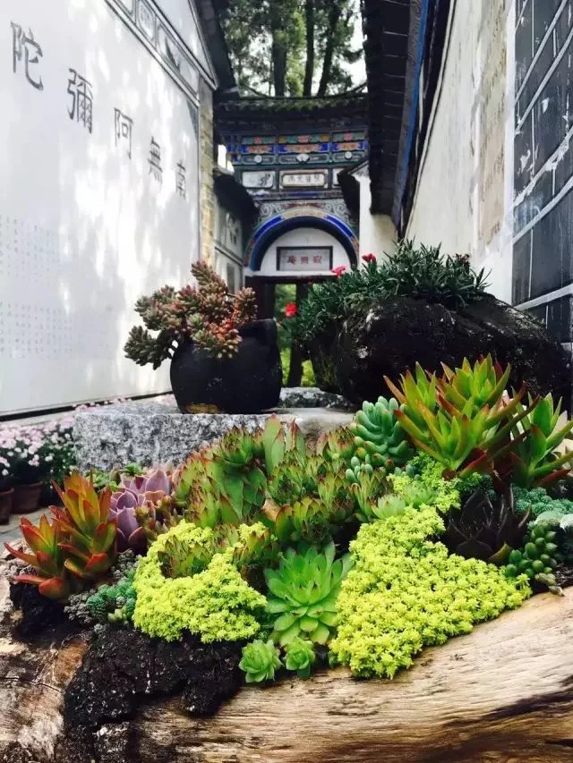 天下风物——《中国最美的尼姑庵，不烧香只种花！（一）》风光题照