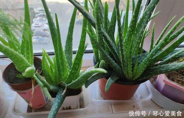 治病|喜欢盆栽这3款植物就赚大了，既能观赏又能治病，堪称天然药箱