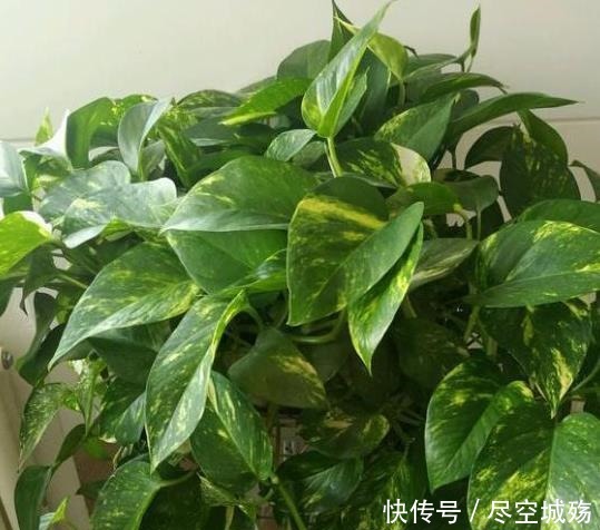 绿萝|家庭养绿萝,学会最“实用”的方法,叶片绿得滴油,疯长不停!