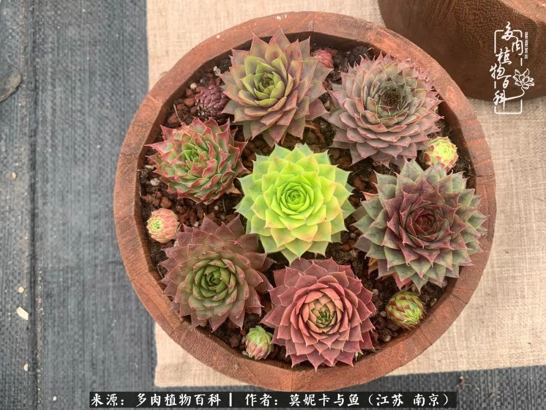 这多肉拼盘这么仙!如何制作达人手把手教你制作长生草拼盘!