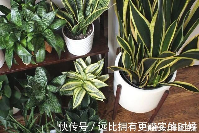 新叶|3种“大气花”越热越长个,新叶呼呼窜,室内百搭花,越长越高雅