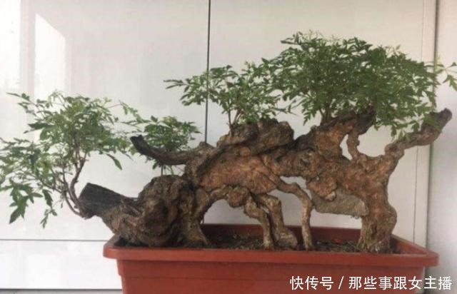 野外5种树木,常有奇异造型,适合做成美观的盆景!