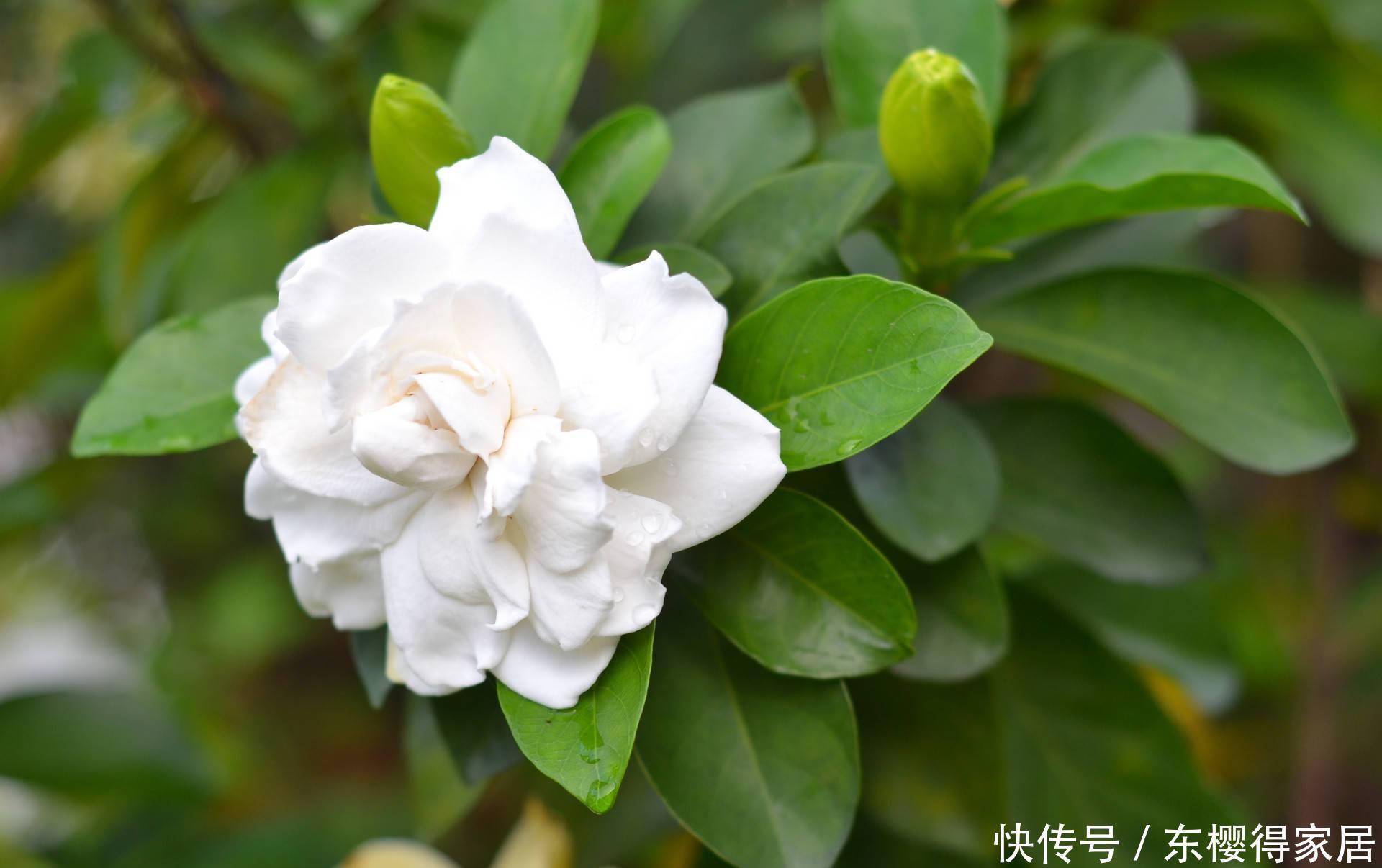 枝条|栀子花的花朵开败之后，一定要对它做3件事，长势会更好