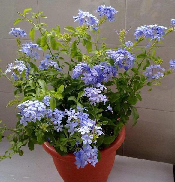 夏天别怕6种花“中暑”，越晒越漂亮，不怕晒不怕冻，漂亮又好养