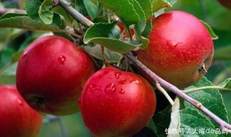 远离|每日一苹果，医生远离我，但苹果真的能防病吗？吃苹果应注意2点