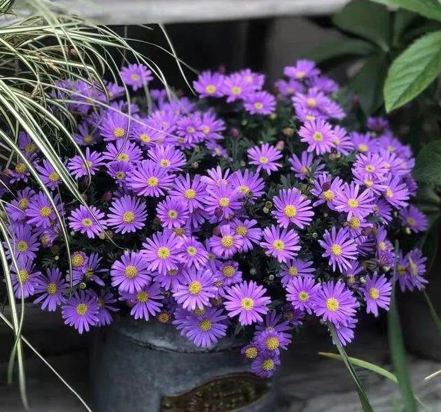 6种便宜花,好养又容易爆盆,春天养几盆,开花多到爆,漂亮极了