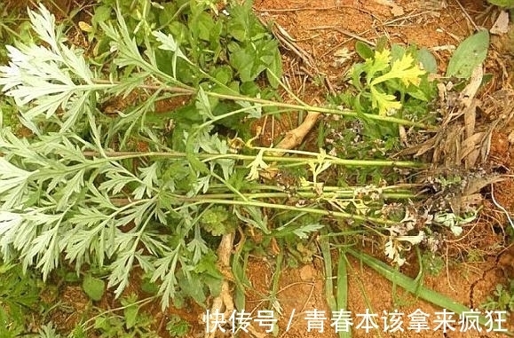 热结黄疸|农村这种野草,长得像“艾叶”,原来还有清热利湿的功效