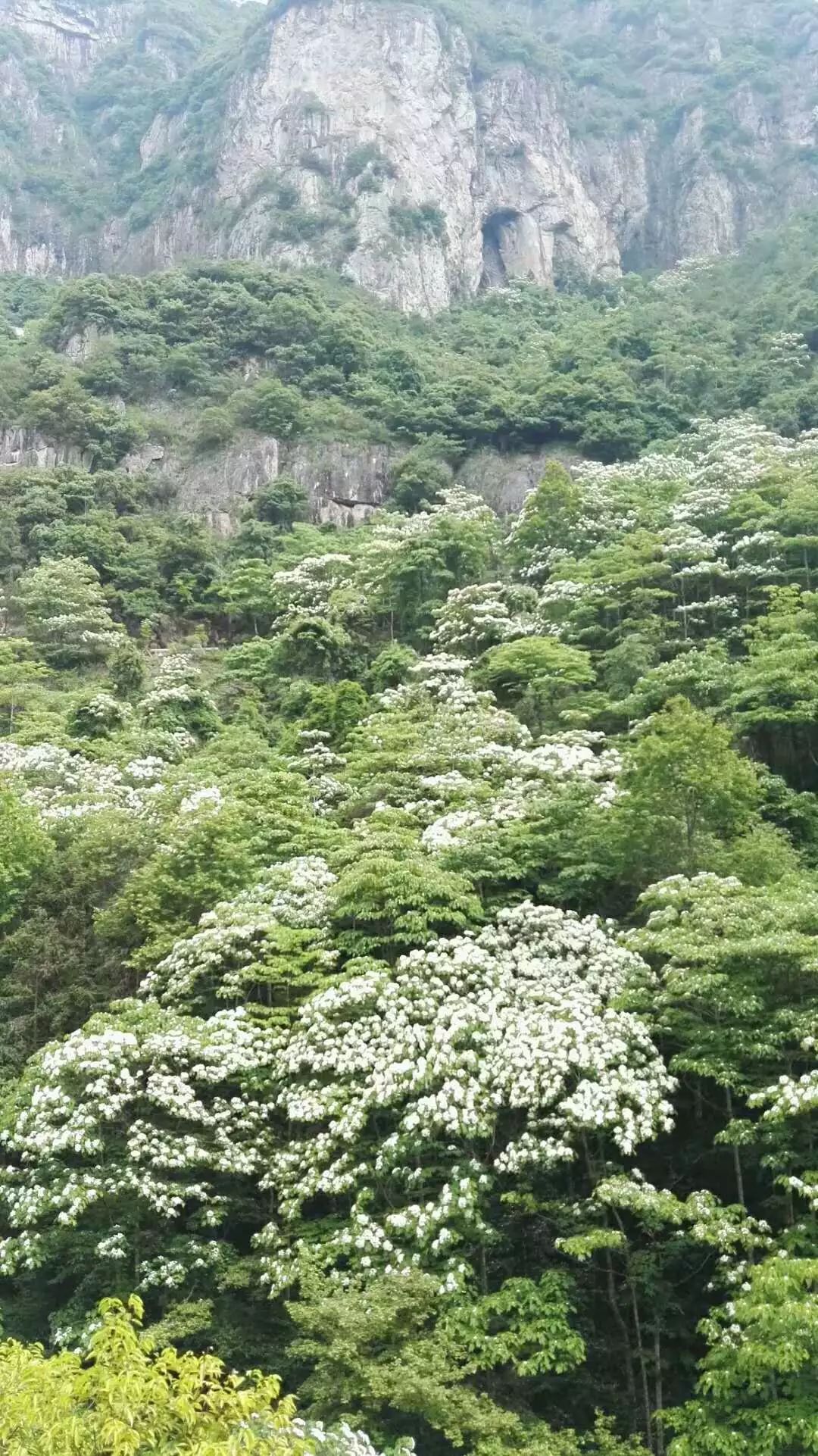 桐花又开！邀你来楠溪江，共赴一场“五月雪”之约 ！