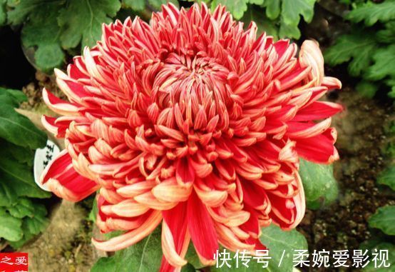 喜欢菊花，首选“菊中精品”徐妃醉妆，似秀丽妆容，美艳高雅！