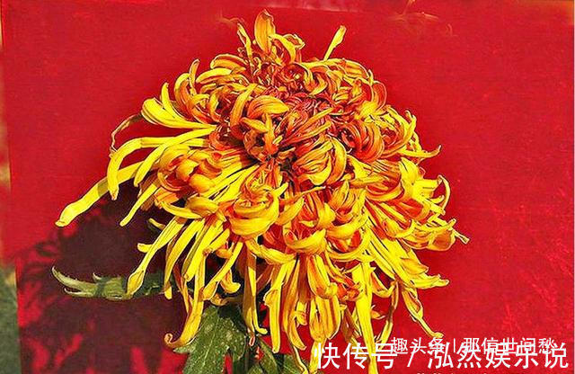 中心花|喜欢养菊,就养盆“菊中珍品”枫林夕照,似晚霞枫叶,百媚妖娆