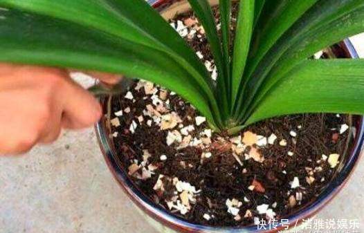 花卉|这3种“垃圾”别扔,丢在花盆里,花卉跟“打鸡血”一样蹭蹭长