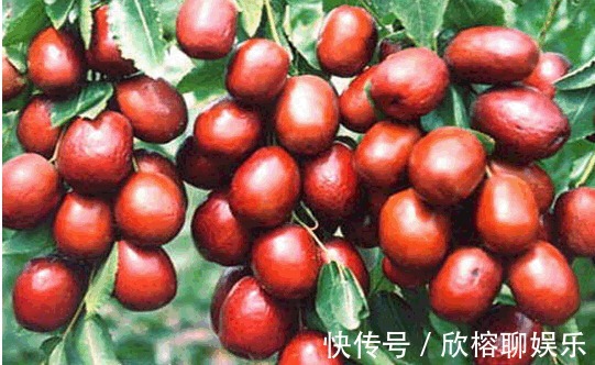 葡萄糖|大枣美容祛斑,增强免疫力,农民种植大枣重点掌握四点,稳产增收