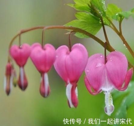 4种花美得让人毫无抵抗力，花大色艳，全年开花不断！