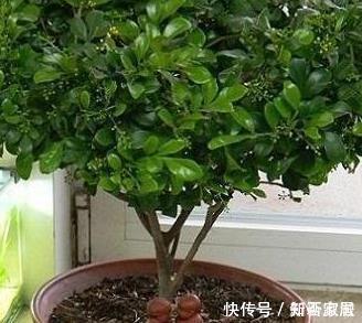 这三种花最适合夏天养护,真是人见人爱,开花美极了