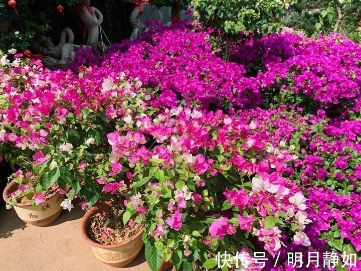 11月，千万别买这种花，养不活惹一肚子气