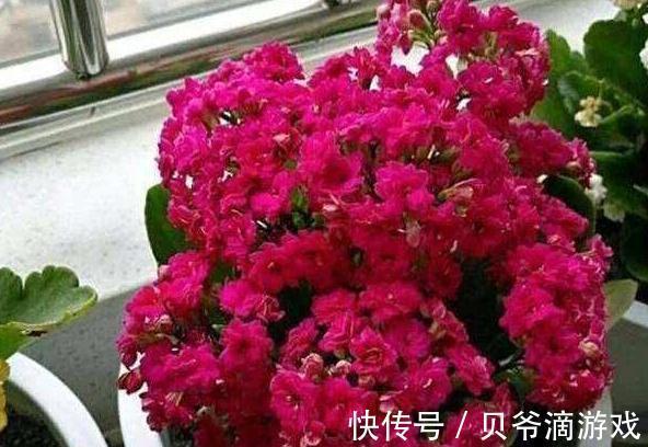 盆土板结怎么办,教你学4招,土壤松软如面包,快瞧瞧吧