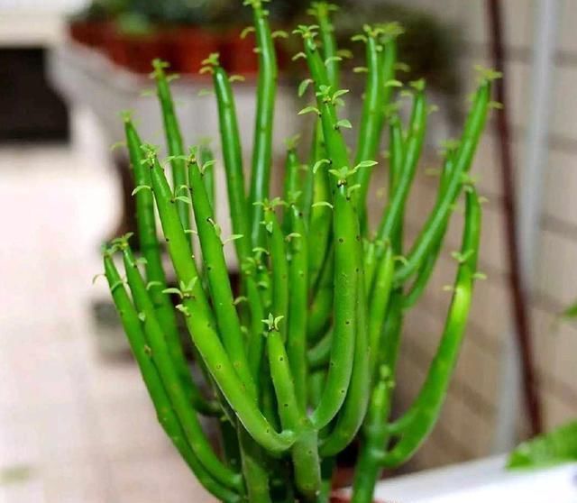 此3种花,就要贱养,不矫情,越懒长的越好,不是吹牛哦!