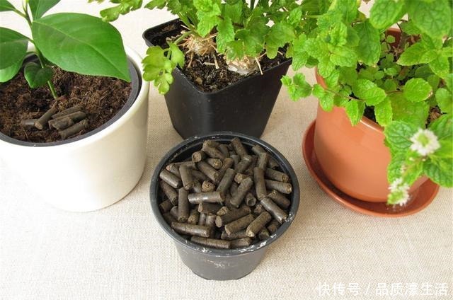 养花顺口溜,6个“无”字理解透彻,养花不用愁!