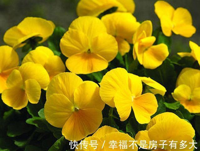 喜欢在家里养花，就养此3种，花色艳丽颜色丰富，四季开花不断