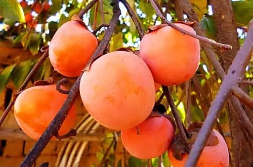  央视|被央视报道过的一种柿饼，咬一口软糯香甜，错过了还要再等一年！