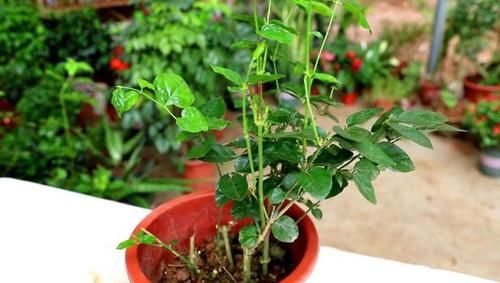  呼呼|发财树、栀子、茉莉、月季，冬季剪剪，春天才能呼呼冒花芽