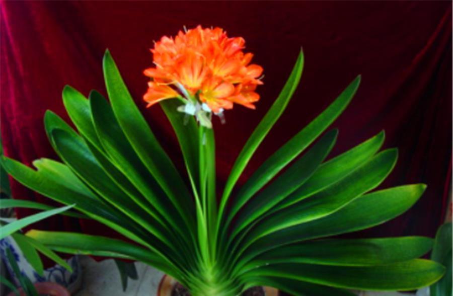 强光|入伏后君子兰迎来最大挑战,学会“1多1少2不要”,安全度夏