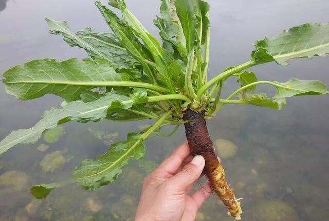  家里|1种野草叫牛舌头，好多人上山排队挖，竟然有大作用