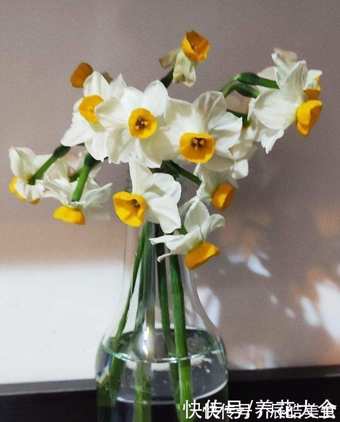 冬天|4种“一次性”花卉,开完就赶紧扔掉,浪费精力也不再开花