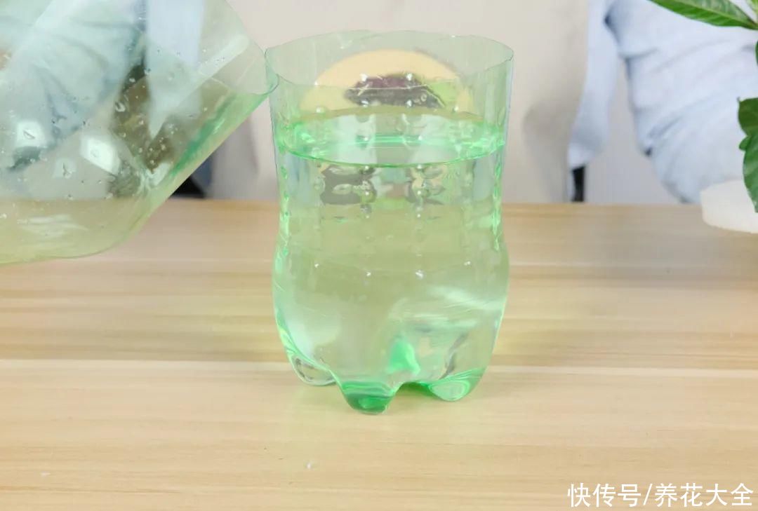 11种常见花，现在扦插，成活率特高