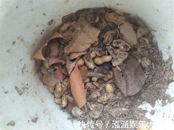 花盆|换盆用它垫盆底,养花效果非常好,花卉越长越旺盛!