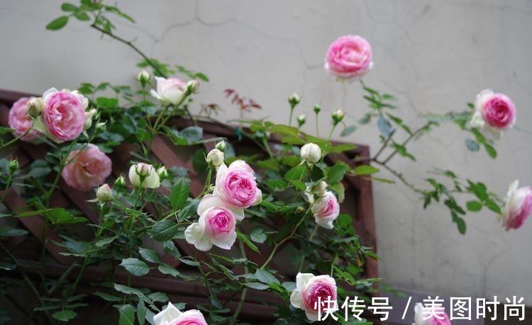 小院|荒废多年的80㎡小院，2年半时间打造成下沉式花园，太漂亮了！