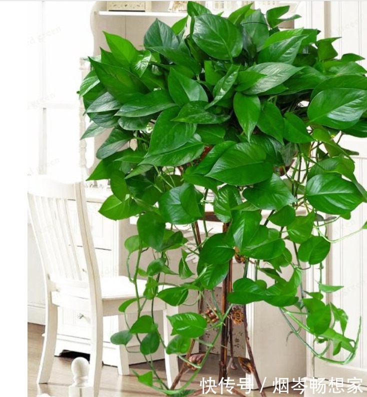 最受欢迎的“5种花”,好养又漂亮,开花还特漂亮,新手也养得好