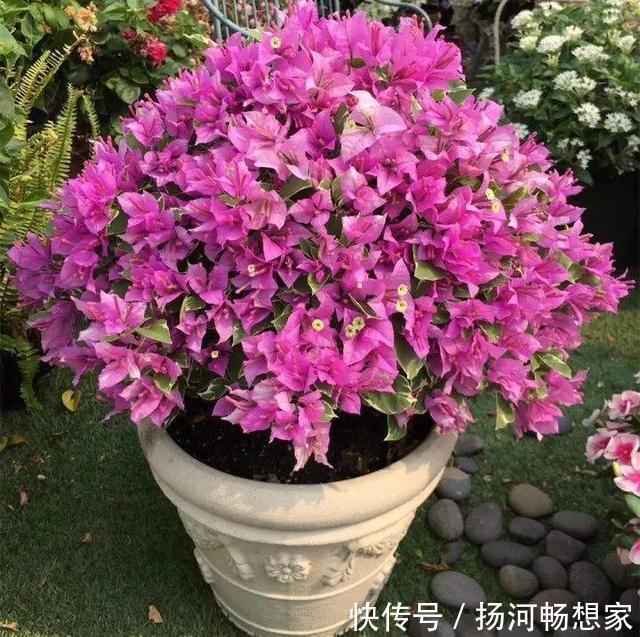 三角梅不开花春天记得做好2点,花芽嗖嗖冒,一年开花180天