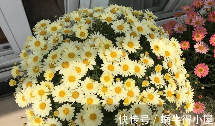 花卉|入秋后养花，这4个层面没有顾及到，生长旺期的植物一样会黄叶