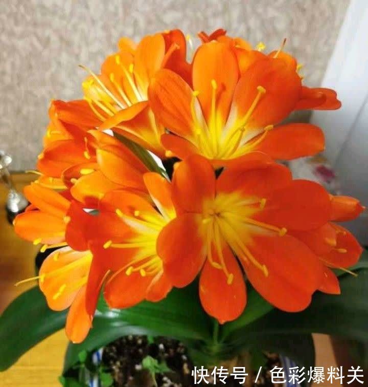 这样养“君子兰”,叶子更多更大更油绿,花朵红似火