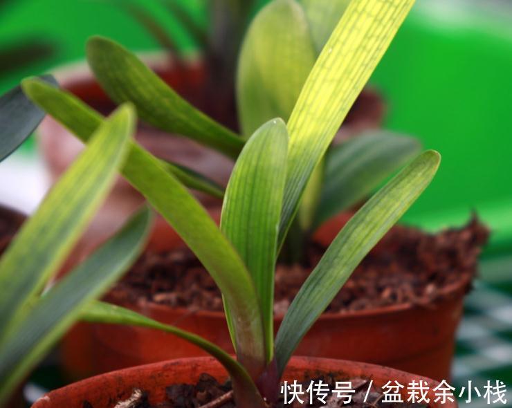 这样换盆超简单,君子兰不伤根,不烂根