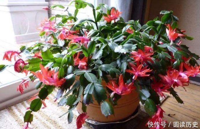 种花|4种花婀娜多姿,好养易活,个个开成大花球,超惊艳