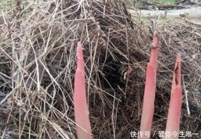 美味佳肴|农村草堆里长出一种植物,吃起来非常可口,你知晓不?