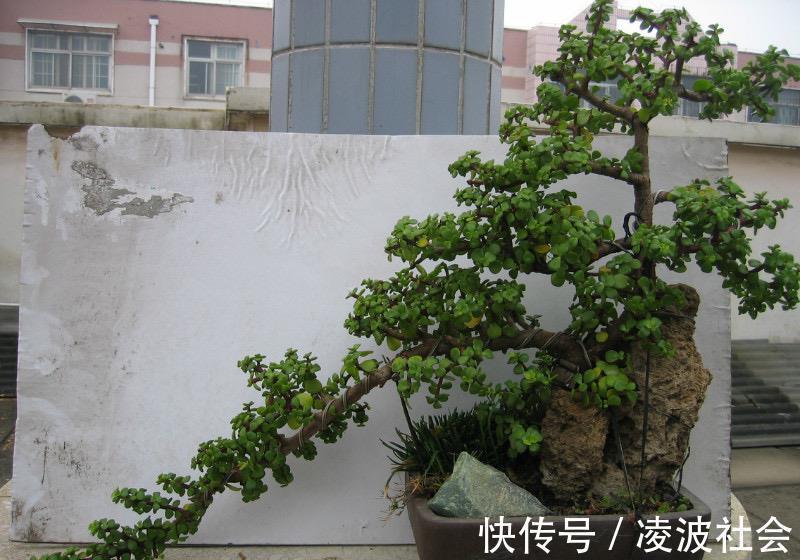 养金枝玉叶,做到4点,长成粗壮老桩,漂亮又精致