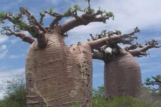 树木|非洲大地上最“神奇”的树木，储水量高达4千多斤，被当地人所利用
