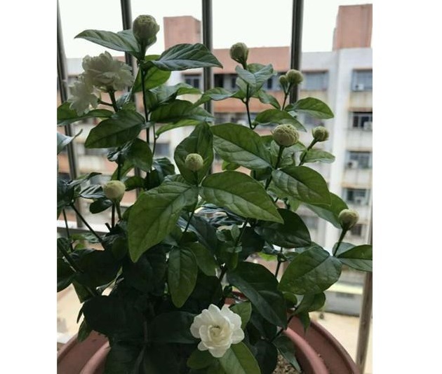茉莉花盆里埋了1宝贝,没见过一次开花那么多,还那么勤开花!