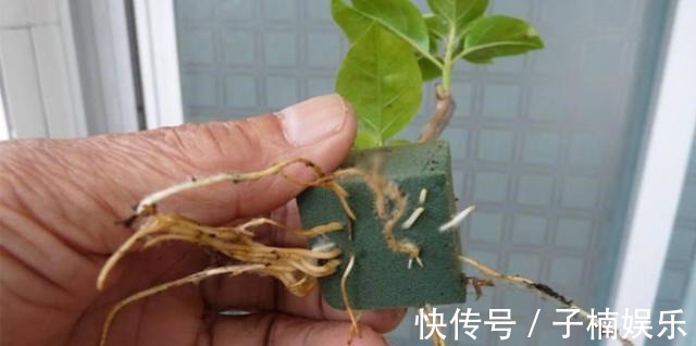 托盘|三角梅扦插有技巧,学会几点,一盆变多盆很简单