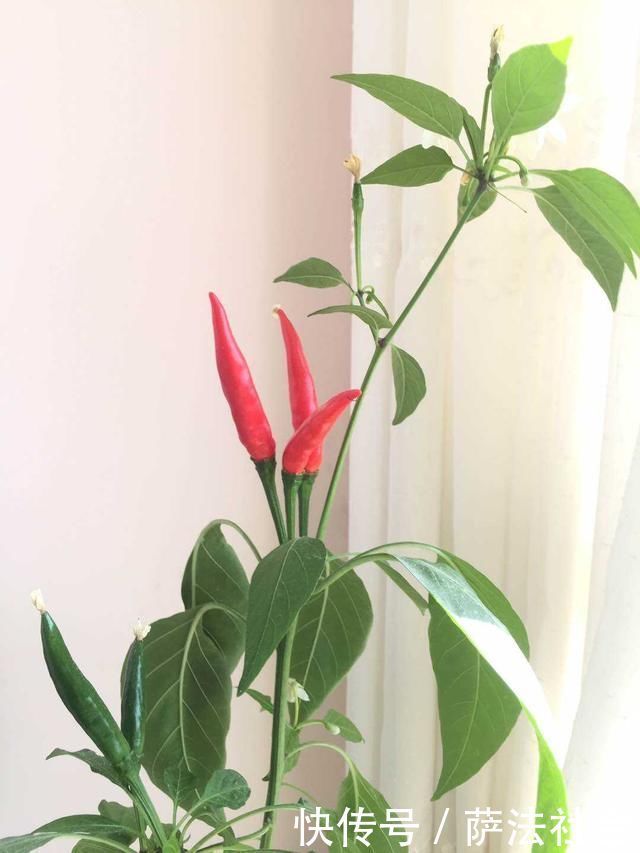 阳台养上“3种菜”,吃一茬长一茬,全家吃都够了