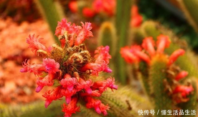 这“三种花”再旱也别“喷水”,遇水易黄叶烂根,丑到没朋友!