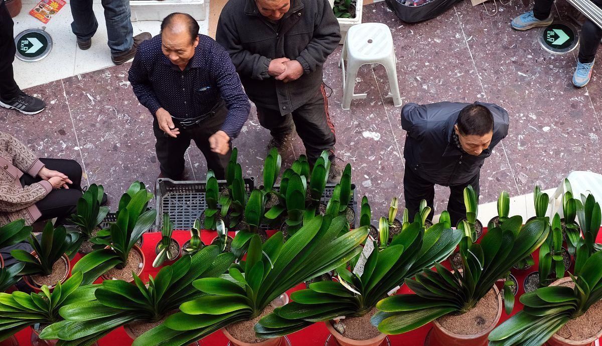 养兰花、君子兰你还施肥吗在土里加它,比肥料长得还好